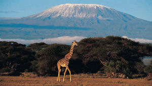 Kilimanjaro